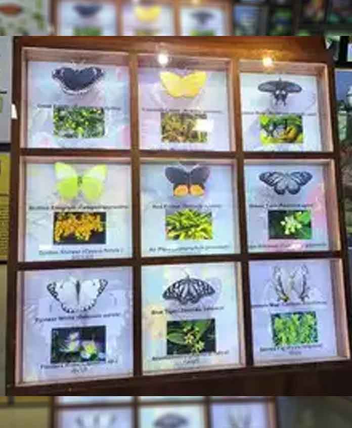 Uttarakhand 1st butterfly gallery