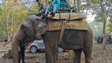 Elephant Safari at Rajaji National Park