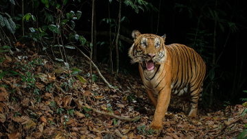Bengal Tiger File Photo