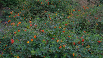 Lantana Plant