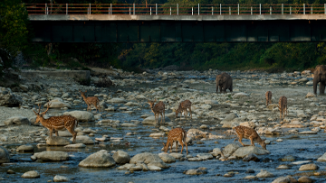 wildlife uttarakhand