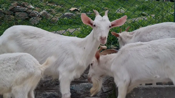 Milk Queen Goat Kashmir